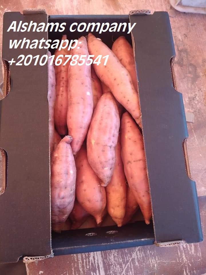 31964Dried_Red_chili