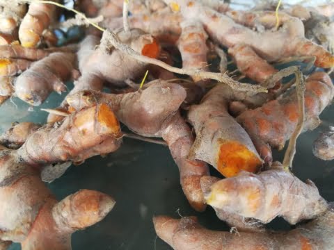 30860PARADISE GARDENS KAMPOT – Salted Long Pepper