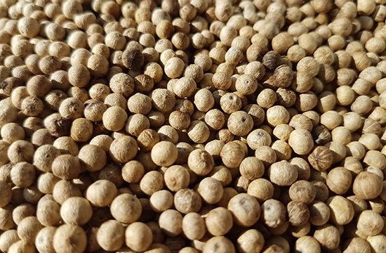 30852PARADISE GARDENS KAMPOT – Salted Long Pepper