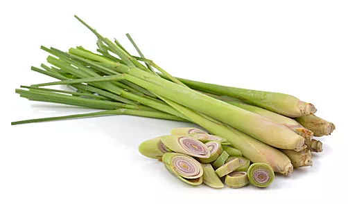 30790Ceylon Sergo Exports – Moringa