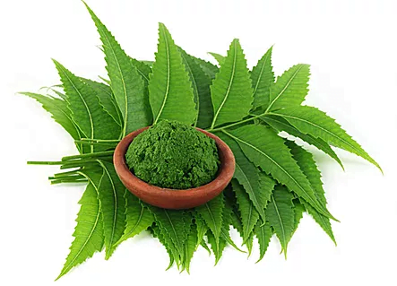 30788Ceylon Sergo Exports – Moringa