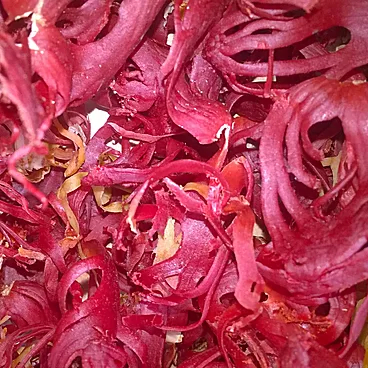 30774Ceylon Sergo Exports – Moringa