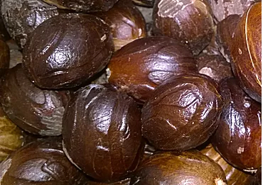 30772Ceylon Sergo Exports – Moringa