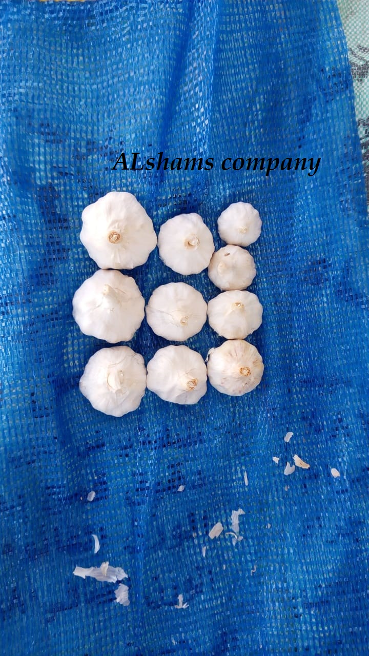 31876Dried_Red_chili