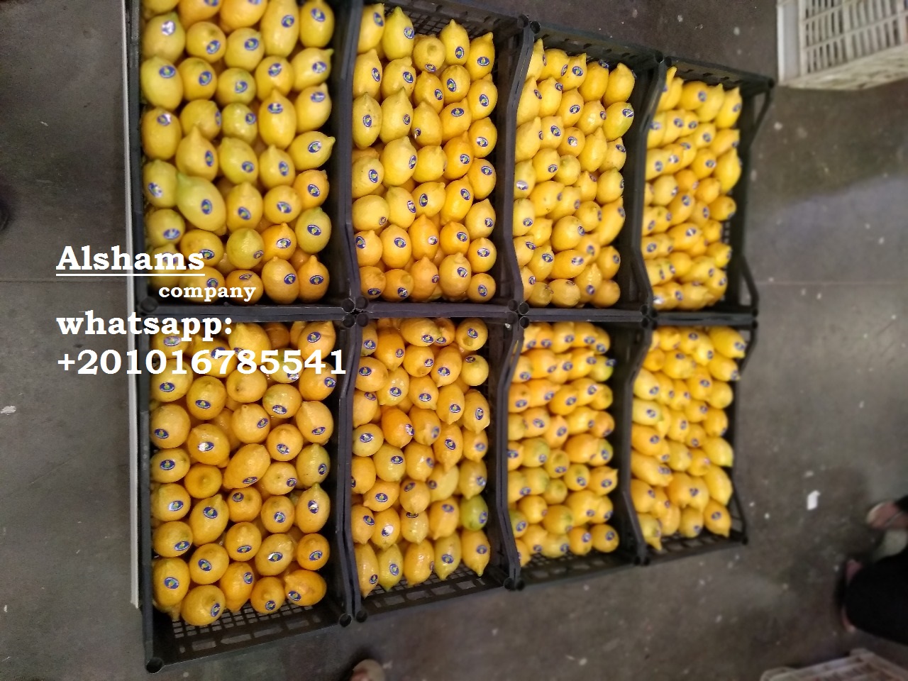 31865Dried_Red_chili