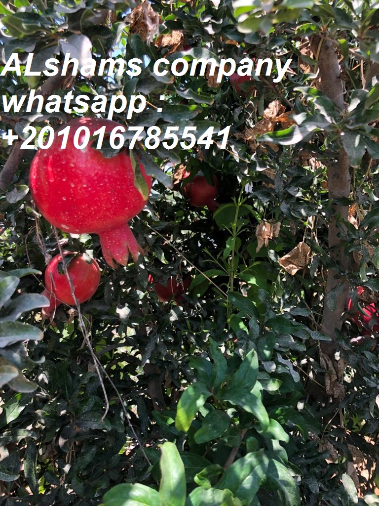 31858Dried_Red_chili