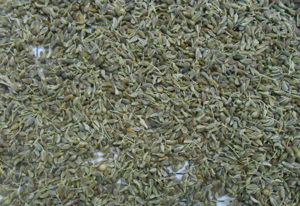 32704Pistachio Kernels