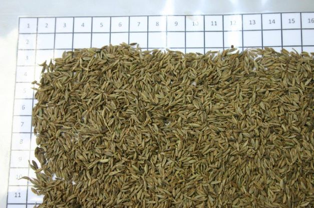 32700Pistachio Kernels