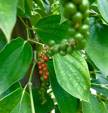 30938KP Plantation – Black Pepper