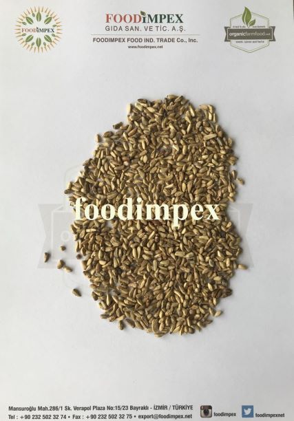32706Molokhia Dried leaves for export