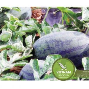 32138Vietnam Fresh Fruit Rambutan